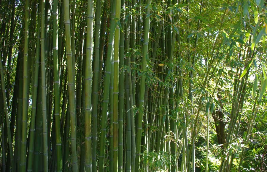Bambu - Plantas Exóticas del Perú
